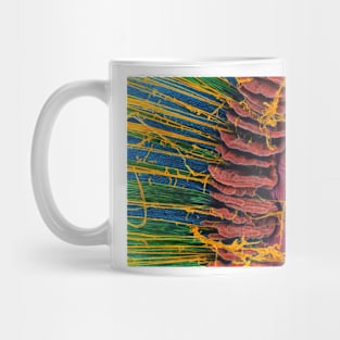 Iris of the eye, SEM (P424/0106) Mug